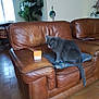 cat, gray_cat, leather_couch, couch, living_room, indoor, furniture, plant, pillow, floor_tiles, window, home_decor, table, chair, wall, mirror, ornament, pet, animal, relaxing