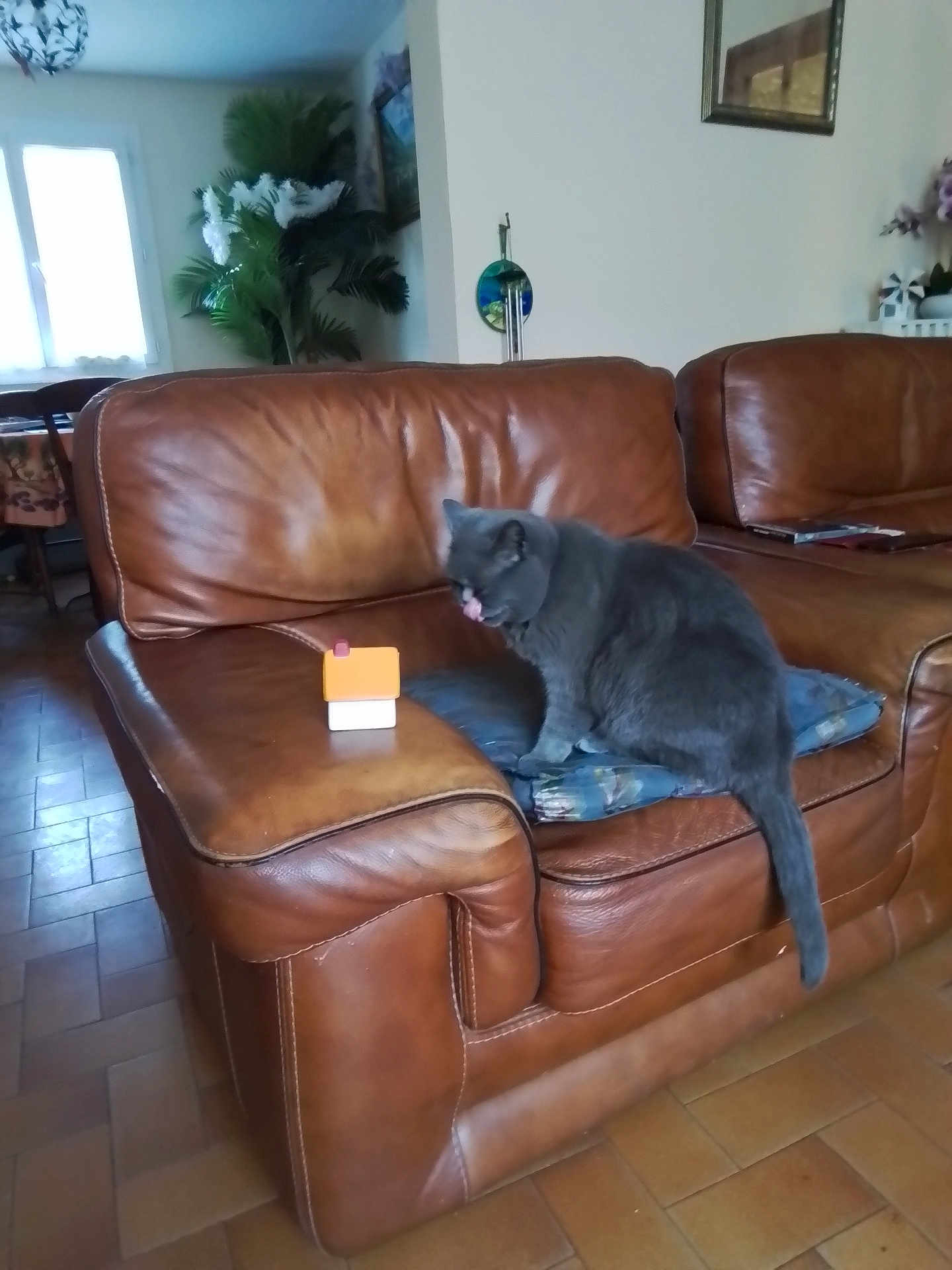 Rania a rejoint le concours — aidez-le/la à gagner de superbes lots ! cat, gray_cat, leather_couch, couch, living_room, indoor, furniture, plant, pillow, floor_tiles, window, home_decor, table, chair, wall, mirror, ornament, pet, animal, relaxing
