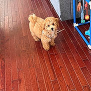 Simba is registered to the contest to win money with this photo: dog, puppy, fluffy, small_dog, brown_dog, curly_fur, pet, animal, standing, holding_stick, stick, indoors, wooden_floor, hardwood, home, toy_rack, toys, blue, portrait, cute