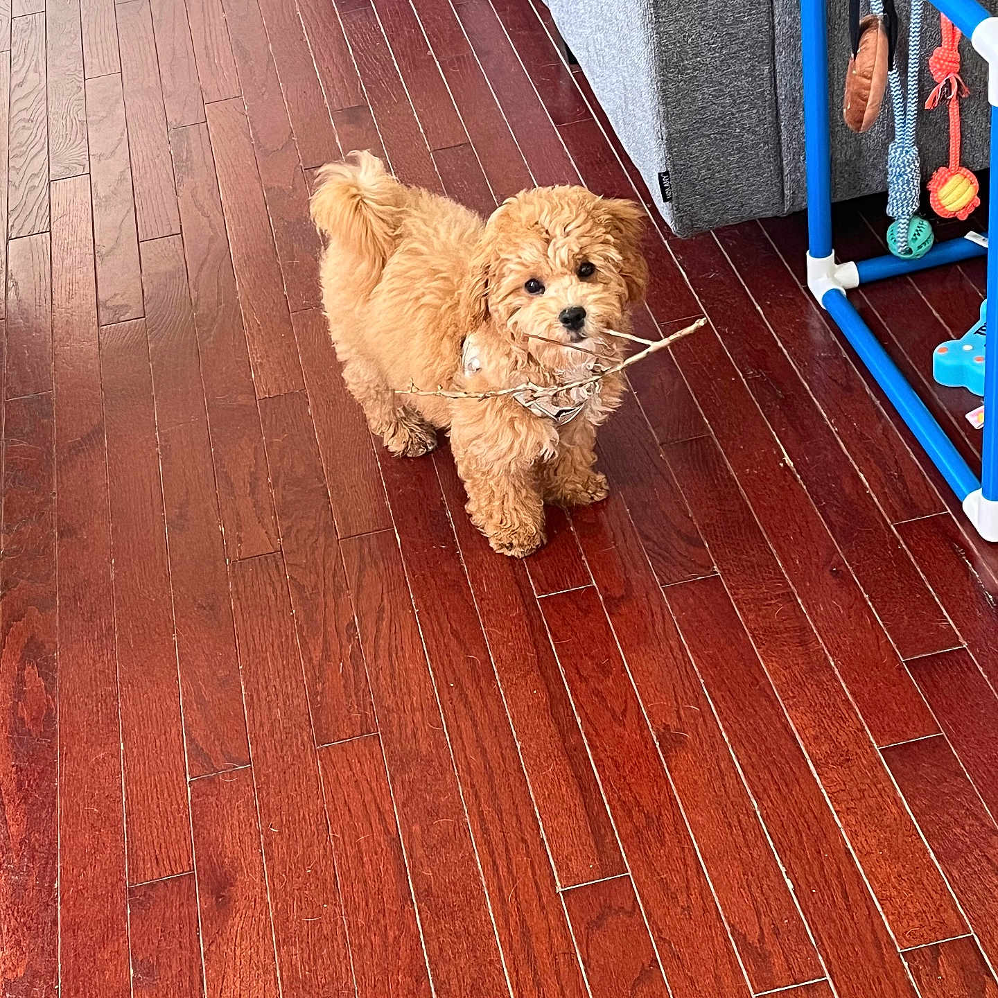 Simba is registered to the contest to win money with this photo: dog, puppy, fluffy, small_dog, brown_dog, curly_fur, pet, animal, standing, holding_stick, stick, indoors, wooden_floor, hardwood, home, toy_rack, toys, blue, portrait, cute