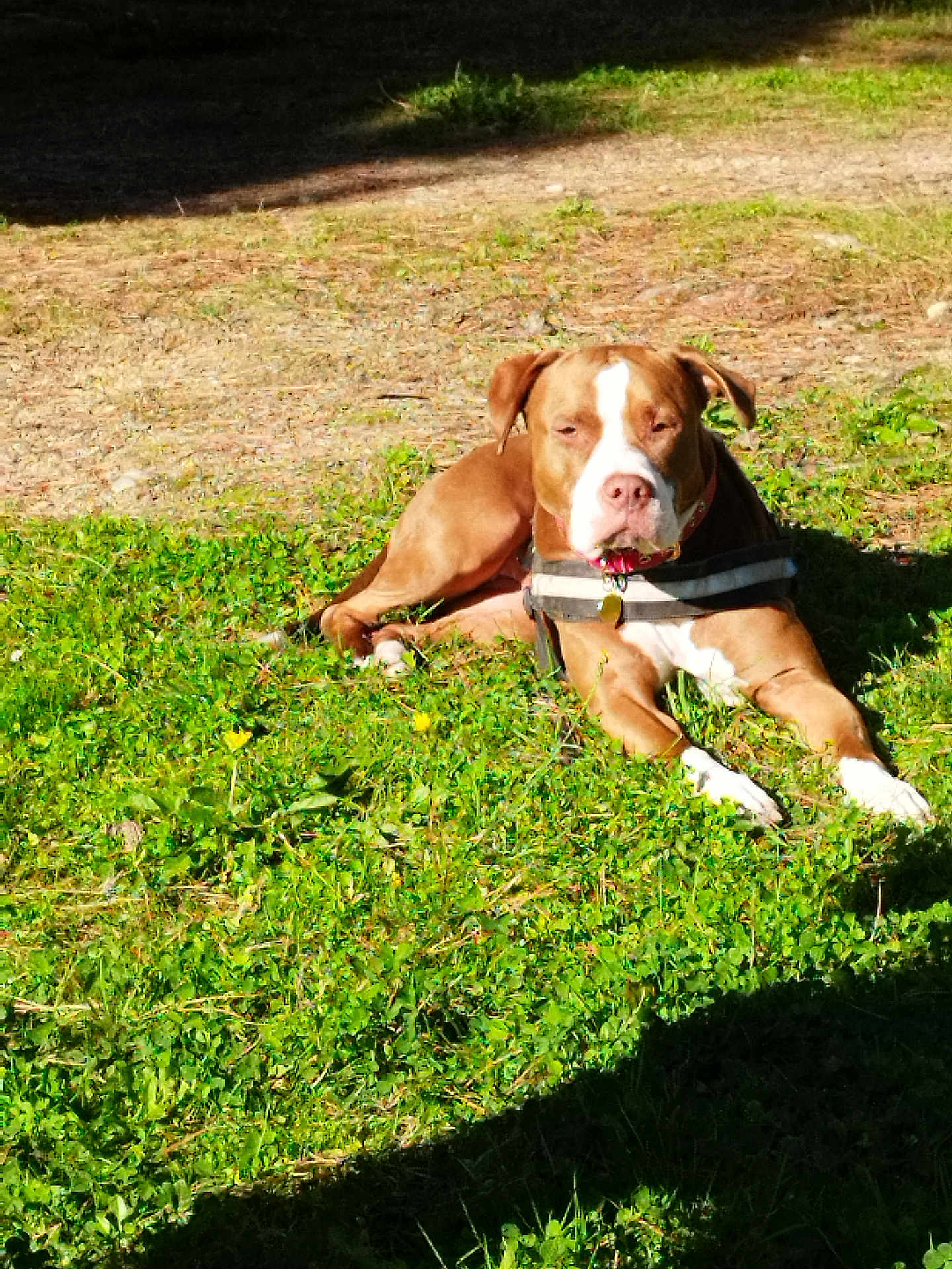 Cardibie a rejoint le concours — aidez-le/la à gagner de superbes lots ! animal, brown_dog, canine, collar, daylight, dog, grass, greenery, ground, harness, lying_down, nature, outdoor, peaceful, pet, relaxed, resting, sunlight, sunny, white_markings