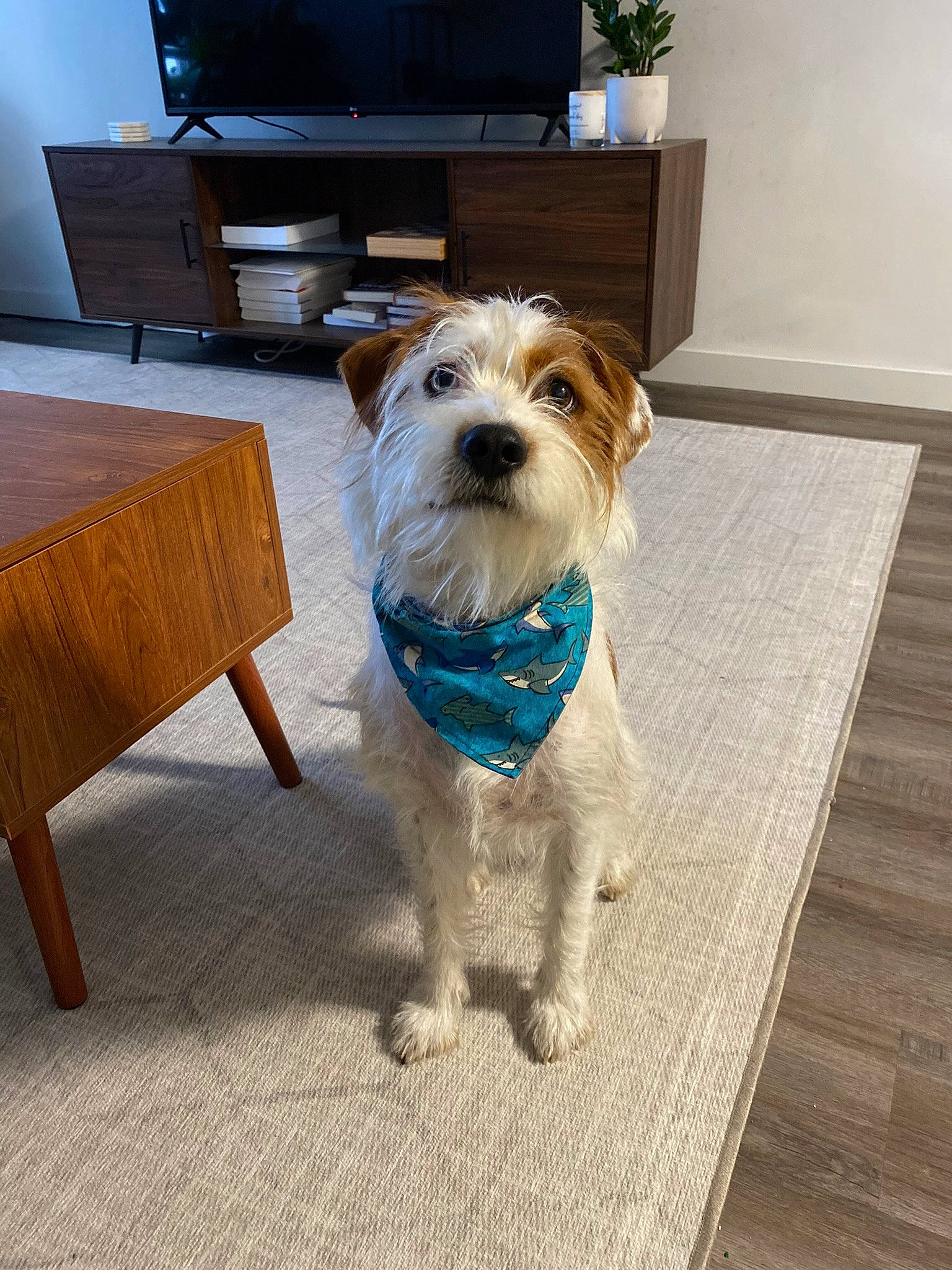 Finnegan is registered to the contest to win money with this photo: carnivore, chair, collar, companion_dog, computer_monitor, dog, dog_breed, dog_collar, dog_supply, fawn, floor, flooring, hardwood, houseplant, living_room, pet_supply, plant, terrier, toy_dog, wood