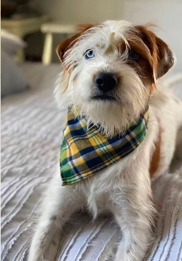 Finnegan is registered to the contest to win money with this photo: canidae, carnivore, collar, companion_dog, dog, dog_breed, dog_collar, dog_supply, eyewear, fashion_accessory, fur, leash, pet_supply, small_terrier, snout, sporting_group, tartan, terrier, toy_dog, working_animal