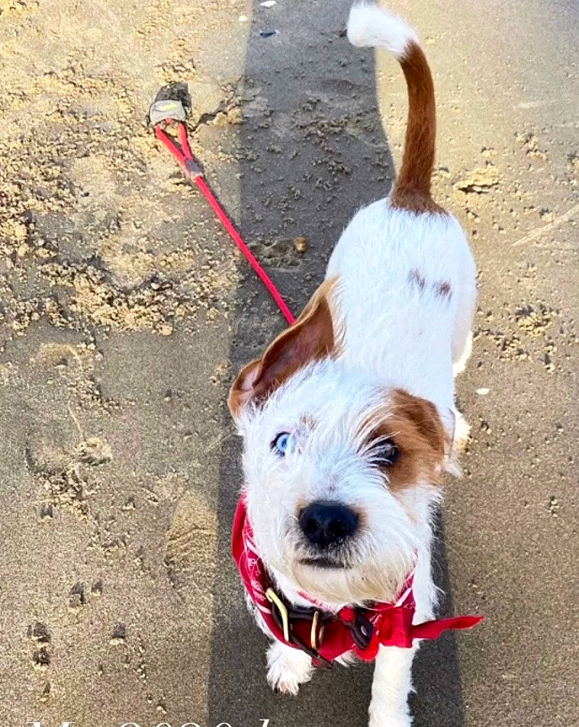 Finnegan joined the competition — help win amazing prizes! carnivore, collar, companion_dog, dog, dog_breed, dog_clothes, dog_collar, dog_supply, fashion_accessory, fawn, leash, mammal, pet_supply, small_terrier, snout, sporting_group, terrier, toy_dog, vertebrate, working_animal