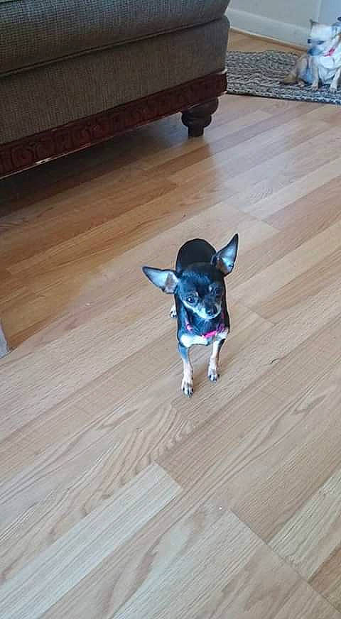 Baby Girl is registered to the contest to win money with this photo: carnivore, companion_dog, dog, dog_breed, dog_supply, fawn, felidae, floor, flooring, hardwood, laminate_flooring, snout, tail, toy_dog, varnish, whiskers, wood, wood_flooring, wood_stain, working_animal