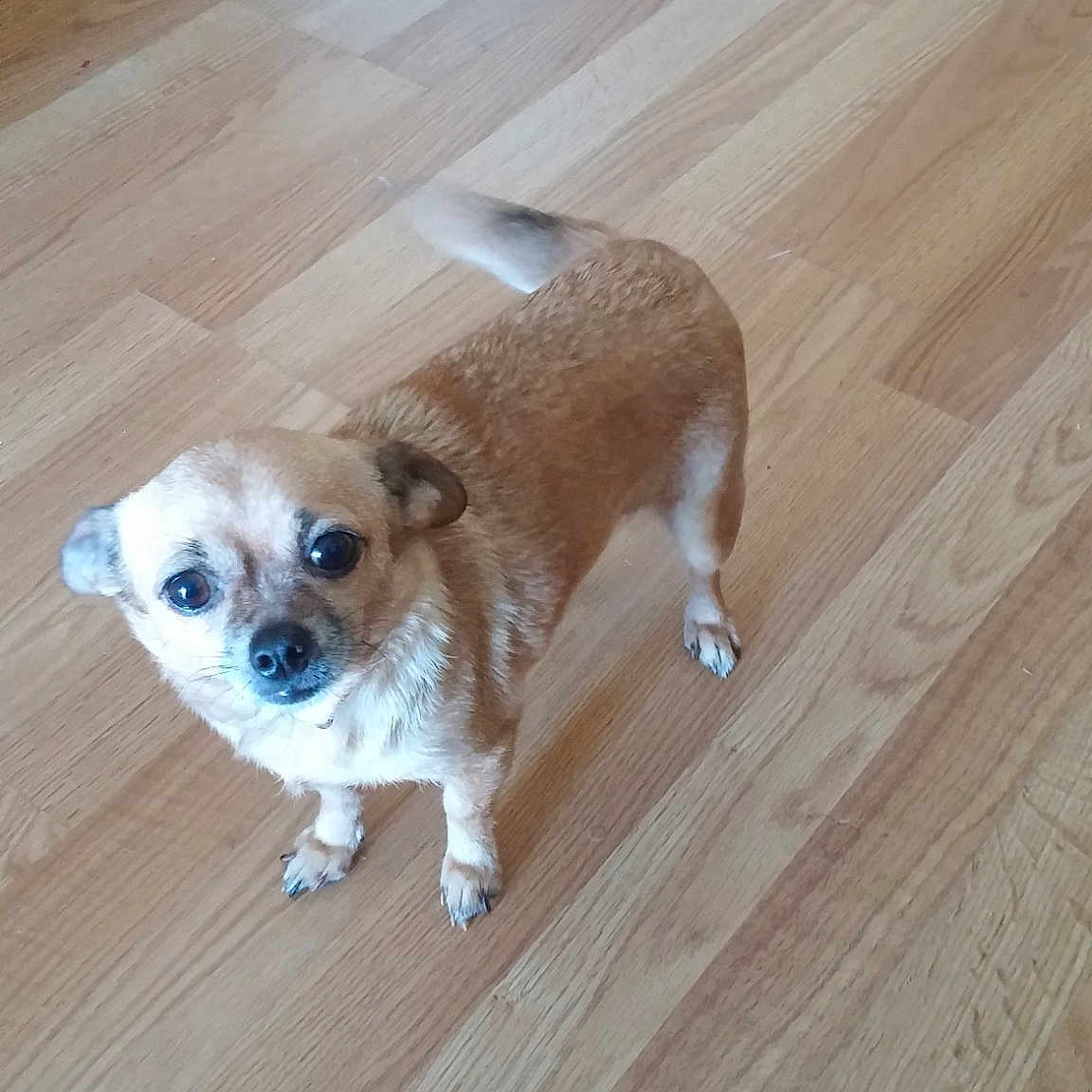 Nicky is registered to the contest to win money with this photo: canidae, caramel_color, carnivore, companion_dog, dog, dog_breed, fawn, floor, flooring, hardwood, laminate_flooring, mammal, puppy, snout, sporting_group, toy_dog, vertebrate, wood, wood_flooring