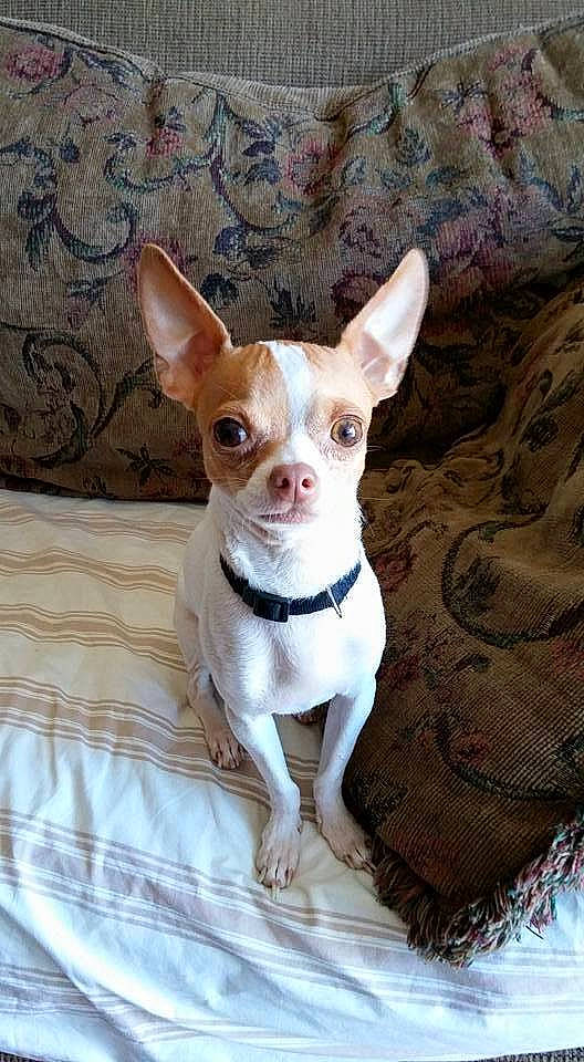 Peanut is registered to the contest to win money with this photo: canidae, carnivore, chihuahua, companion_dog, corgi_chihuahua, dog, dog_breed, dog_supply, ear, fawn, fur, head, non_sporting_group, snout, sporting_group, terrestrial_animal, toy_dog, whiskers, wood, working_animal