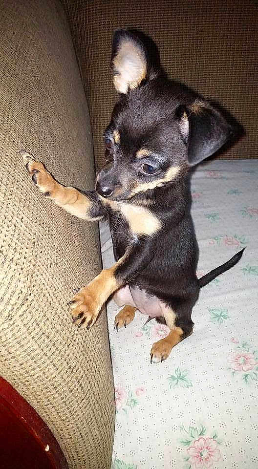 Baby Girl