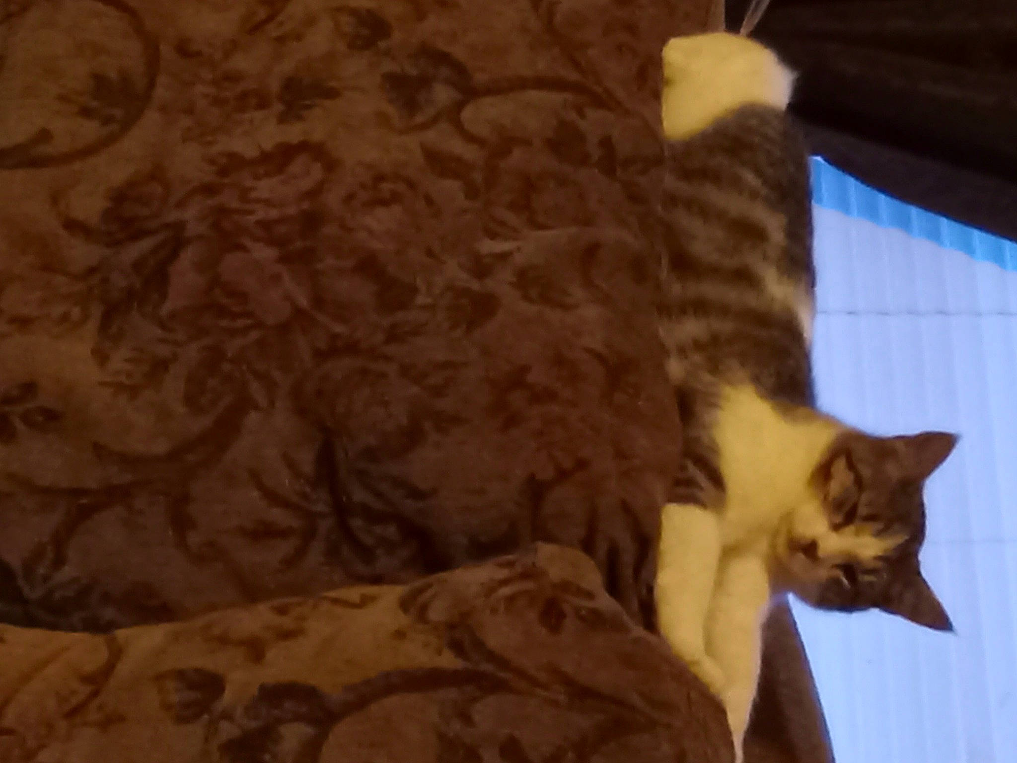 Tiger joined the competition — help win amazing prizes! bed, bedding, carnivore, cat, cat_supply, comfort, domestic_short_haired_cat, duvet, fawn, felidae, fur, linens, nap, paw, room, small_to_medium_sized_cats, tail, whiskers, window, wood