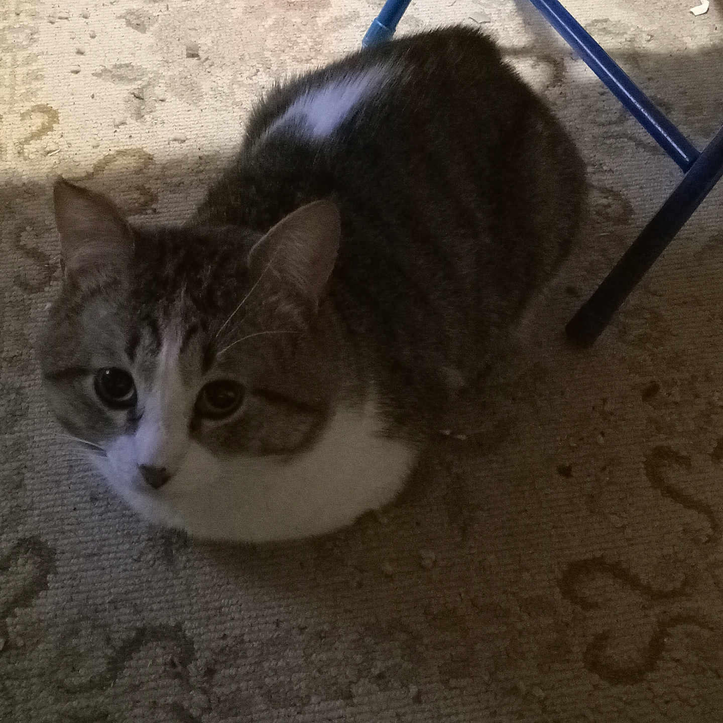 Tiger joined the competition — help win amazing prizes! animal, carpet, cat, chair_leg, curious, cute, domestic_cat, ears, feline, floor, furry, indoor, looking_up, patterned_carpet, pet, shadow, sitting, tabby, whiskers, white_fur