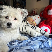 Lucy Lu joined the competition — help win amazing prizes! dog, white_dog, stuffed_animals, teddy_bear, plush_tiger, bed, blanket, blue_pattern, fur, pet, animal, indoor, cozy, cute, soft_toys, lying_down, looking_at_camera, home, comfort, playful