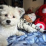dog, white_dog, stuffed_animals, teddy_bear, plush_tiger, bed, blanket, blue_pattern, fur, pet, animal, indoor, cozy, cute, soft_toys, lying_down, looking_at_camera, home, comfort, playful