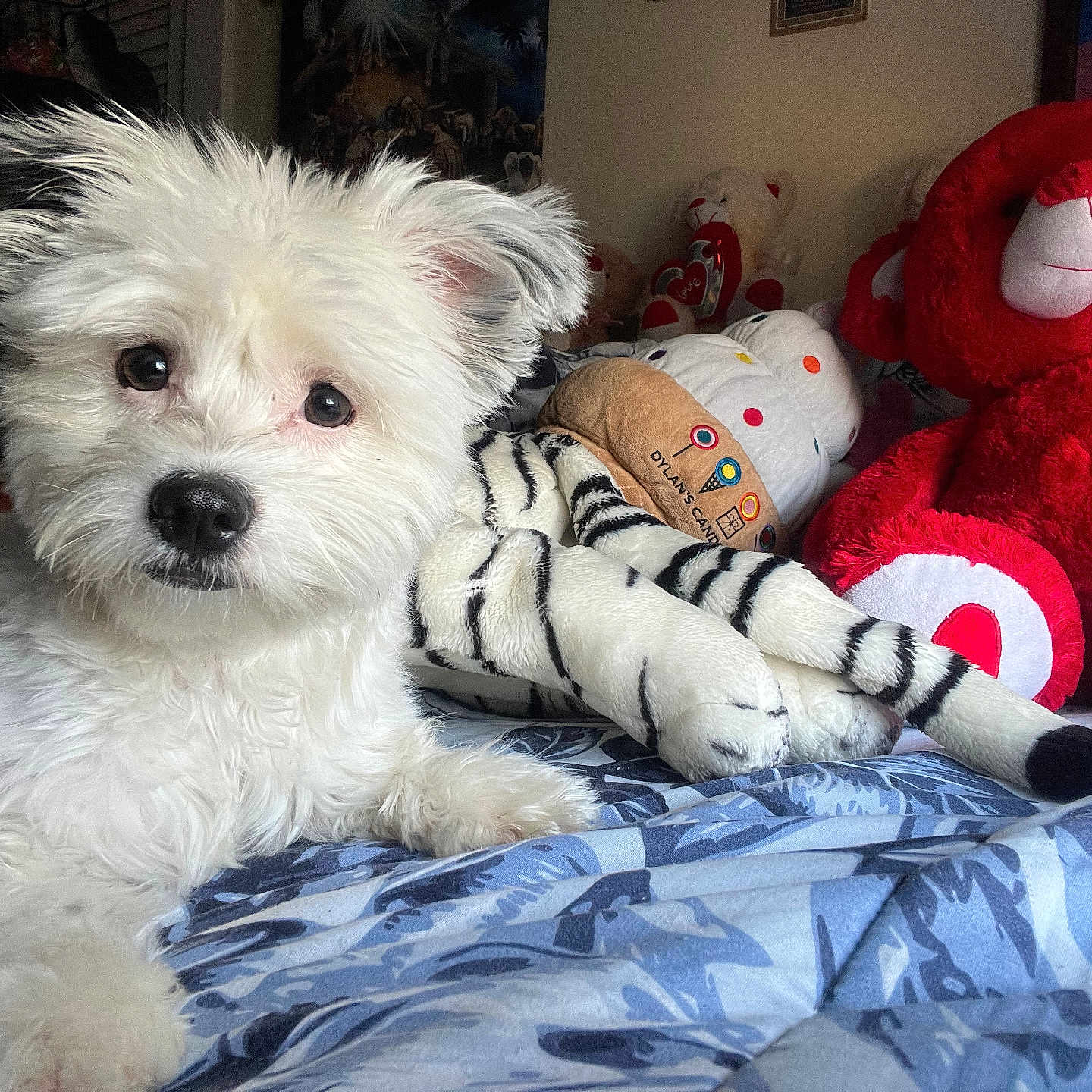 Lucy Lu joined the competition — help win amazing prizes! animal, bed, blanket, blue_pattern, comfort, cozy, cute, dog, fur, home, indoor, looking_at_camera, lying_down, pet, playful, plush_tiger, soft_toys, stuffed_animals, teddy_bear, white_dog