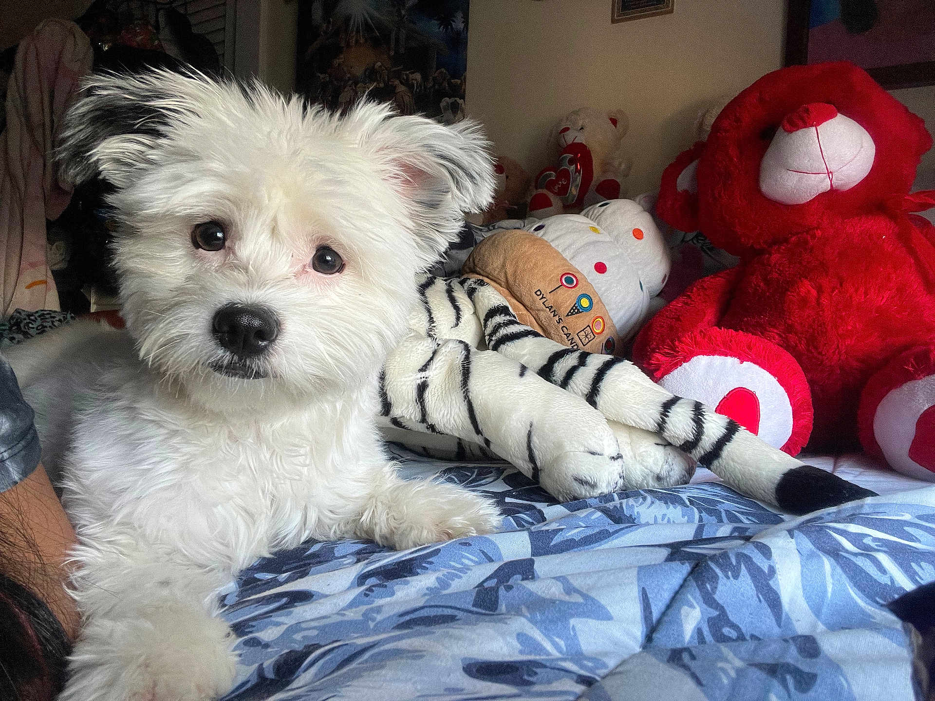 Lucy Lu joined the competition — help win amazing prizes! dog, white_dog, stuffed_animals, teddy_bear, plush_tiger, bed, blanket, blue_pattern, fur, pet, animal, indoor, cozy, cute, soft_toys, lying_down, looking_at_camera, home, comfort, playful