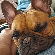 Sibelle a rejoint le concours — aidez-le/la à gagner de superbes lots ! blanket, close_up, companion, cozy, cute, denim, dog, ears, french_bulldog, fur, indoor, leg, nose, one_eye_closed, pet, relaxation, resting, sleepy, snout, wrinkles