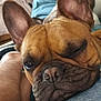blanket, close_up, companion, cozy, cute, denim, dog, ears, french_bulldog, fur, indoor, leg, nose, one_eye_closed, pet, relaxation, resting, sleepy, snout, wrinkles
