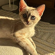 Bella is registered to the contest to win money with this photo: cat, kitten, feline, pet, animal, cream_fur, blue_eyes, whiskers, pointed_ears, crossed_paws, lying_down, couch, sofa, indoor, home, sunlight, warm_lighting, cozy, portrait, close_up