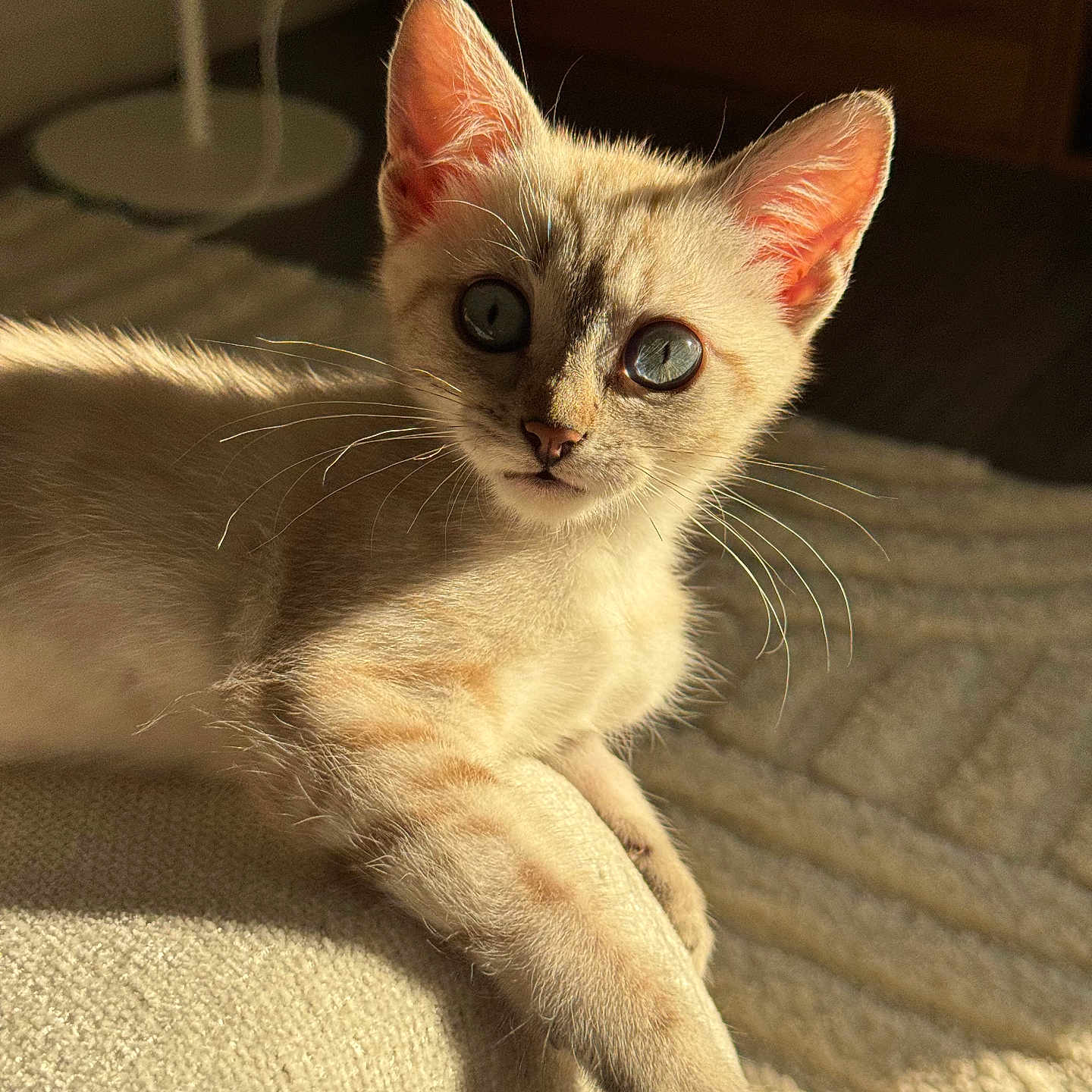 Bella