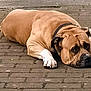 dog, brown_dog, lying_down, pavement, brick, yellow_ball, collar, pet, canine, outdoor, resting, animal, mammal, street, playful, domestic, companion, relaxed, quiet, short_fur