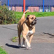 Zeus is registered to the contest to win money with this photo: dog, walking, outdoor, pavement, grass, fence, sunlight, canine, pet, shadow, nature, animal, collar, park, daytime, brown, tan, white, quiet, leisure