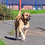 dog, walking, outdoor, pavement, grass, fence, sunlight, canine, pet, shadow, nature, animal, collar, park, daytime, brown, tan, white, quiet, leisure