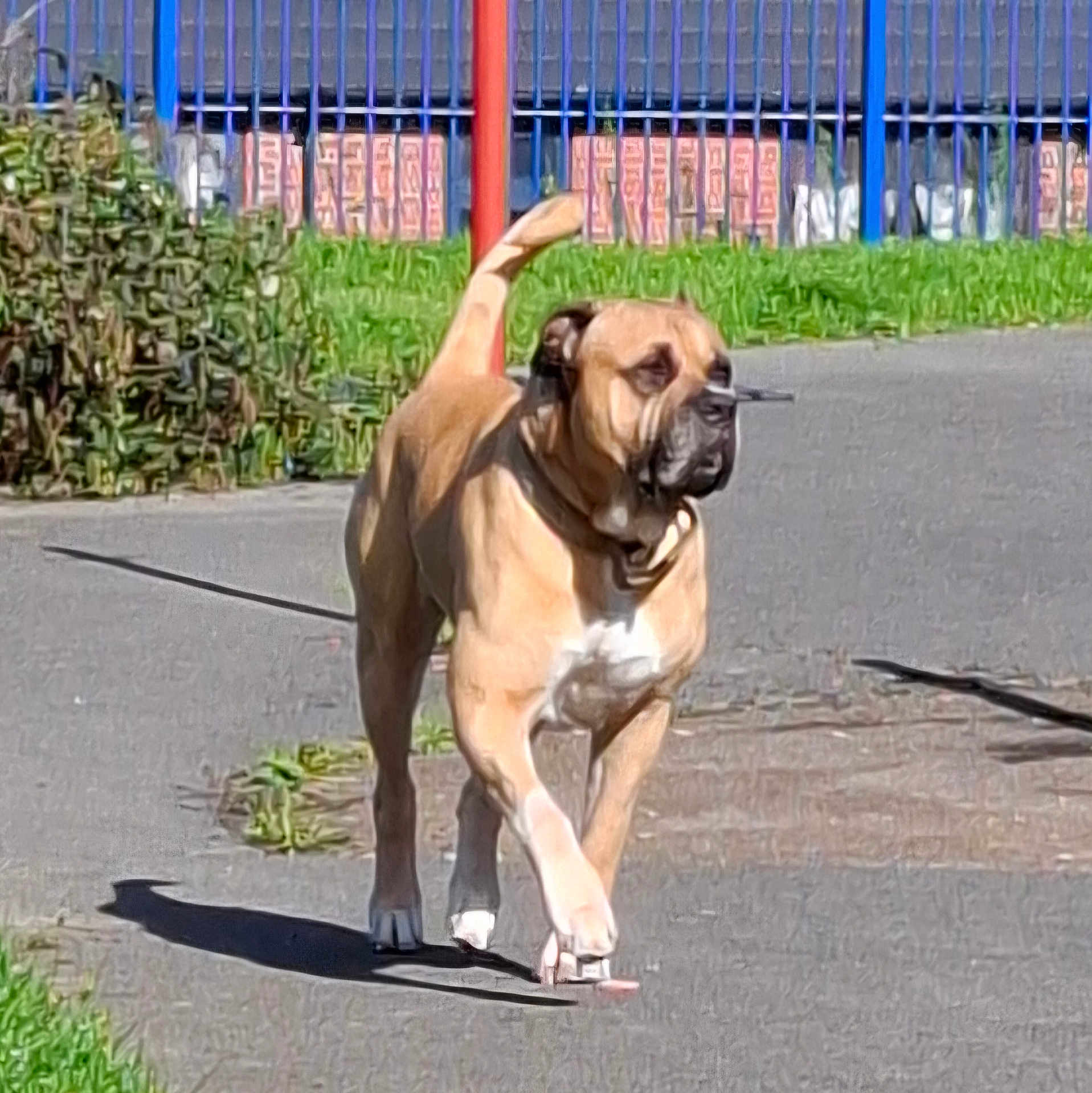 Zeus is registered to the contest to win money with this photo: dog, walking, outdoor, pavement, grass, fence, sunlight, canine, pet, shadow, nature, animal, collar, park, daytime, brown, tan, white, quiet, leisure