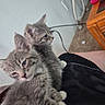 kitten, cat, gray_cat, tabby, white_paws, pet, animal, indoor, lap, furniture, carpet, curious, cute, young, domestic_cat, cozy, resting, two_kittens, person, home