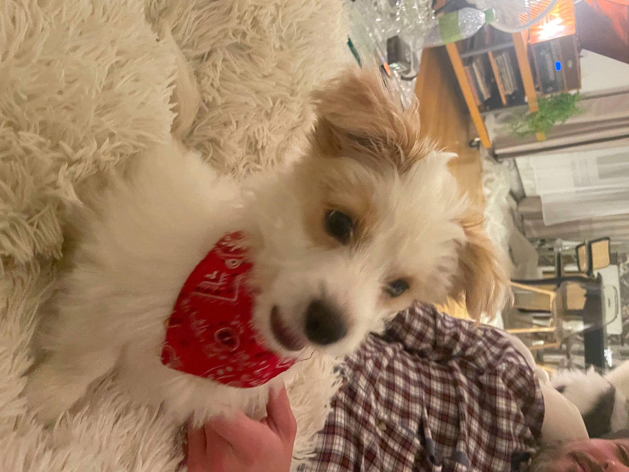 Théo Bistrot participe au concours pour gagner de l'argent avec cette photo : canidae, carnivore, companion_dog, dog, dog_breed, dog_clothes, dog_supply, fawn, fur, pattern, plaid, pomeranian, small_terrier, snout, sporting_group, tartan, terrier, toy, toy_dog, whiskers