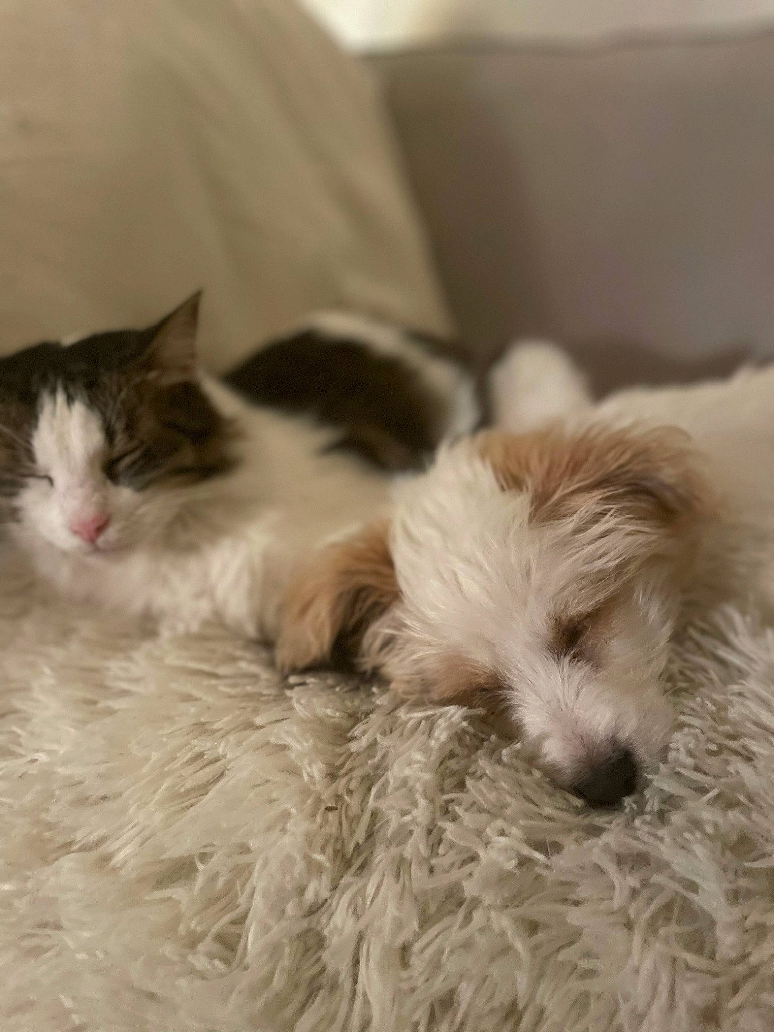 Théo Bistrot participe au concours pour gagner de l'argent avec cette photo : carnivore, cat, comfort, companion_dog, couch, dog, dog_breed, fawn, felidae, flooring, fur, nap, paw, small_terrier, small_to_medium_sized_cats, tail, terrier, toy_dog, whiskers, working_animal