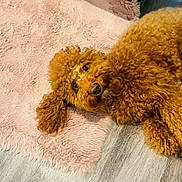 Gabby is registered to the contest to win money with this photo: animal, brown_dog, companion, cozy, curly_hair, cute, dog, domestic_animal, floor, fluffy, fur, indoor, looking_up, lying_down, mammal, pet, pink_rug, relaxed, resting, soft_texture