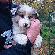 Abou participe au concours pour gagner de l'argent avec cette photo : animal, autumn_leaves, black_clothing, blue_eyes, closeup, cute, dog, fur, grass, green_fence, hand, holding, hoodie, nature, outdoor, person, pet, portrait, puppy, trees