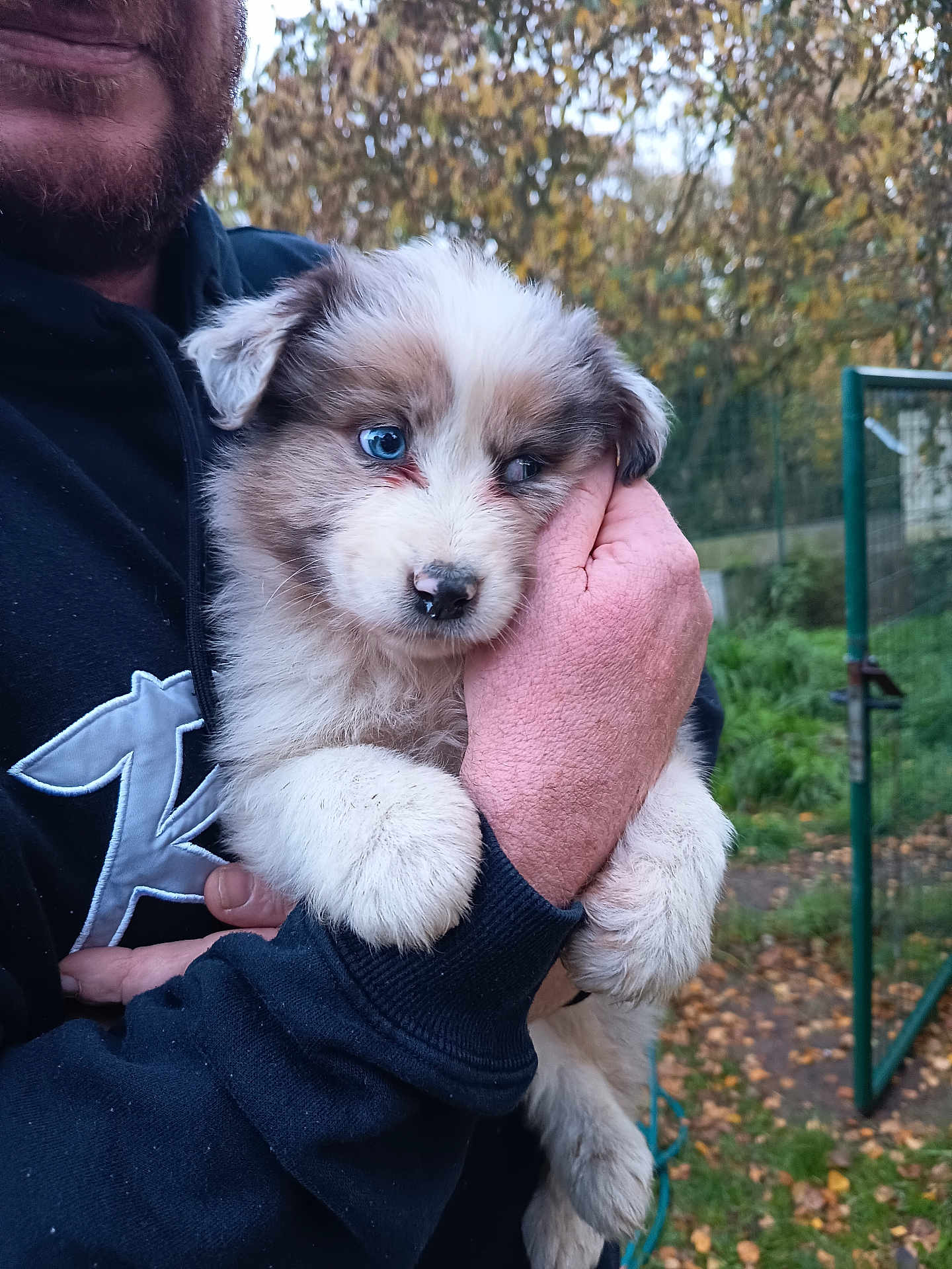 Abou participe au concours pour gagner de l'argent avec cette photo : animal, autumn_leaves, black_clothing, blue_eyes, closeup, cute, dog, fur, grass, green_fence, hand, holding, hoodie, nature, outdoor, person, pet, portrait, puppy, trees