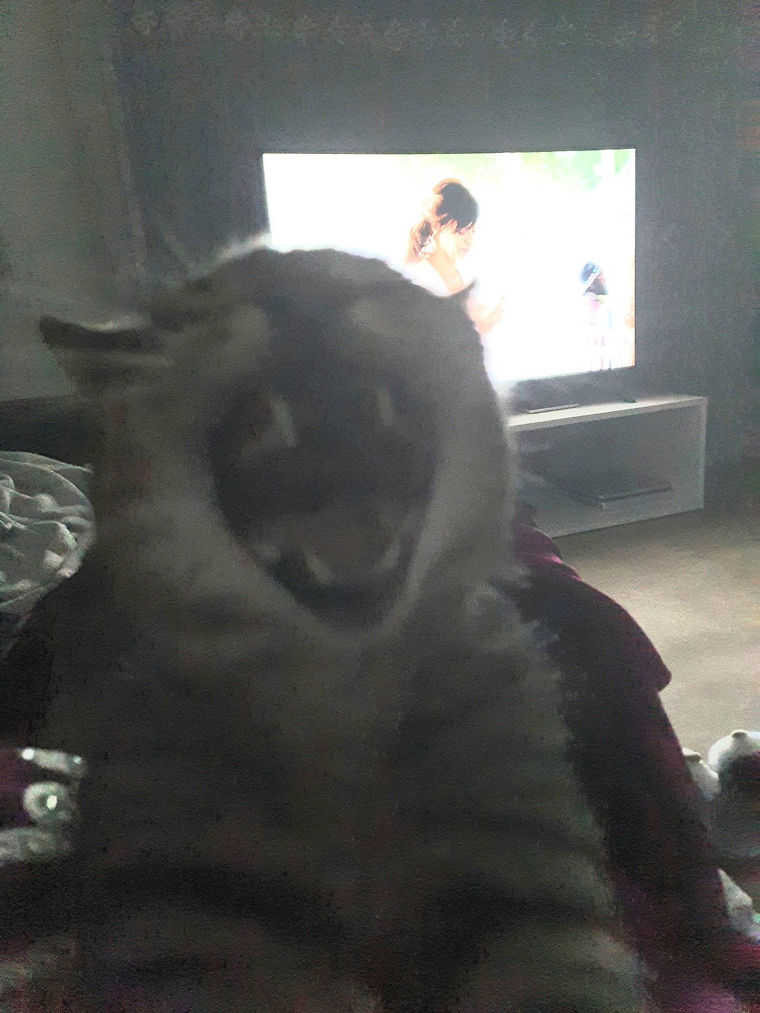 Nao a rejoint le concours — aidez-le/la à gagner de superbes lots ! carnivore, cat, comfort, companion_dog, dog_breed, felidae, fur, room, small_to_medium_sized_cats, snout, tail, terrestrial_animal, whiskers