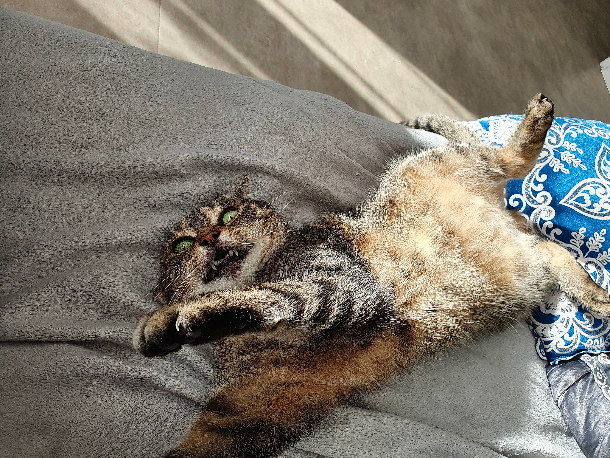 Nao participe au concours pour gagner de l'argent avec cette photo : carnivore, cat, claw, comfort, domestic_short_haired_cat, felidae, fur, nap, paw, sleep, small_to_medium_sized_cats, snout, tail, terrestrial_animal, whiskers