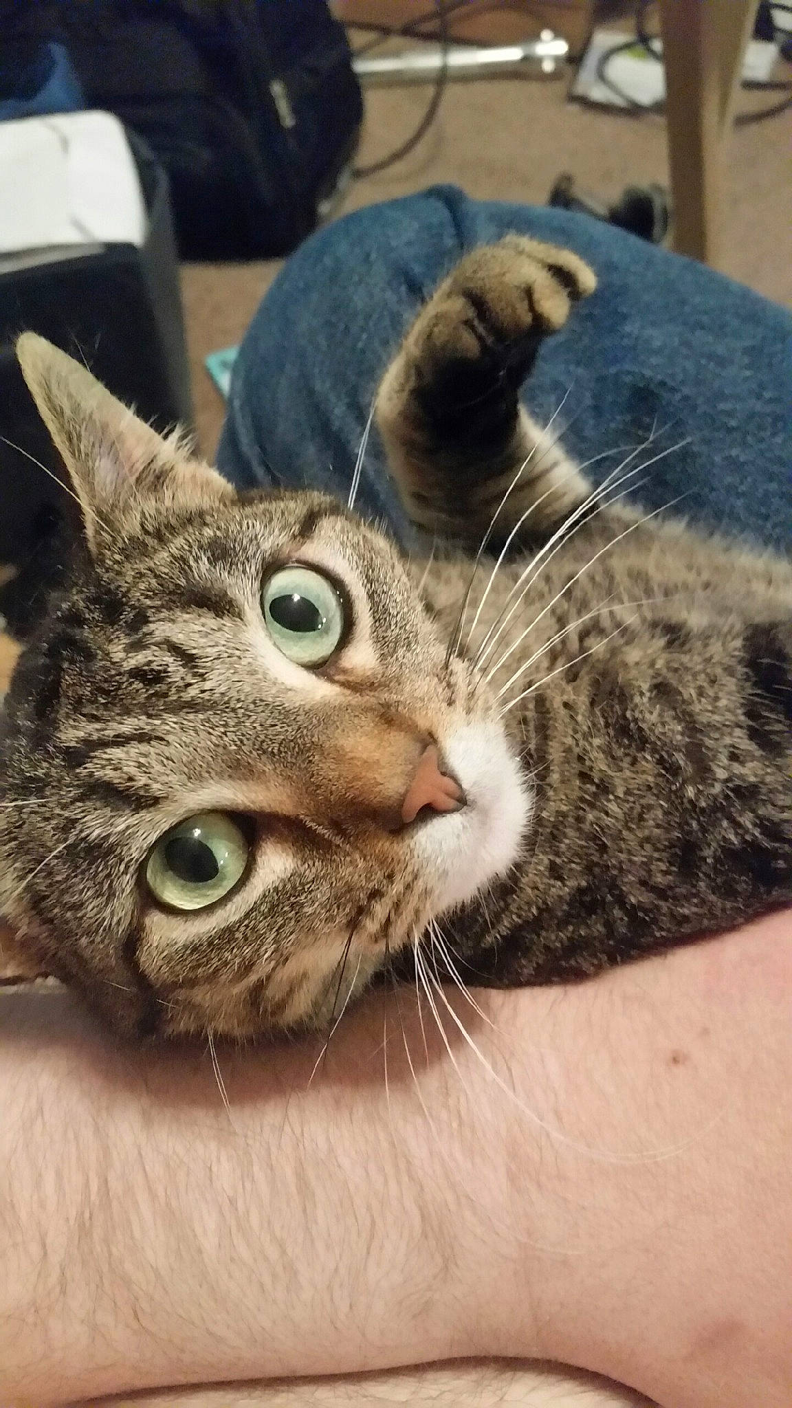 Pip Squeek joined the competition — help win amazing prizes! aegean_cat, american_shorthair, american_wirehair, asian, australian_mist, california_spangled, carnivore, cat, close_up, domestic_short_haired_cat, dragon_li, european_shorthair, felidae, fur, kitten, mammal, small_to_medium_sized_cats, snout, tabby_cat, whiskers