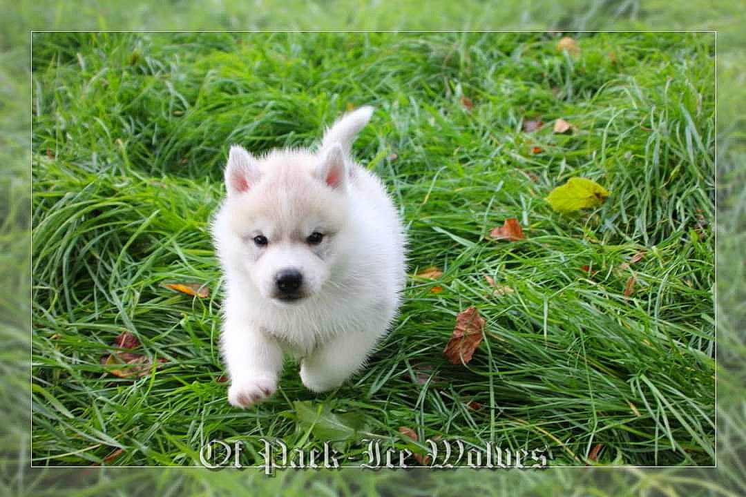 Picasso a rejoint le concours — aidez-le/la à gagner de superbes lots ! akita, american_eskimo_dog, berger_blanc_suisse, canadian_eskimo_dog, canidae, carnivore, dog, dog_breed, finnish_lapphund, german_spitz_mittel, japanese_spitz, kintamani, kishu, mammal, pomeranian, puppy, samoyed, vertebrate, volpino_italiano, white_shepherd