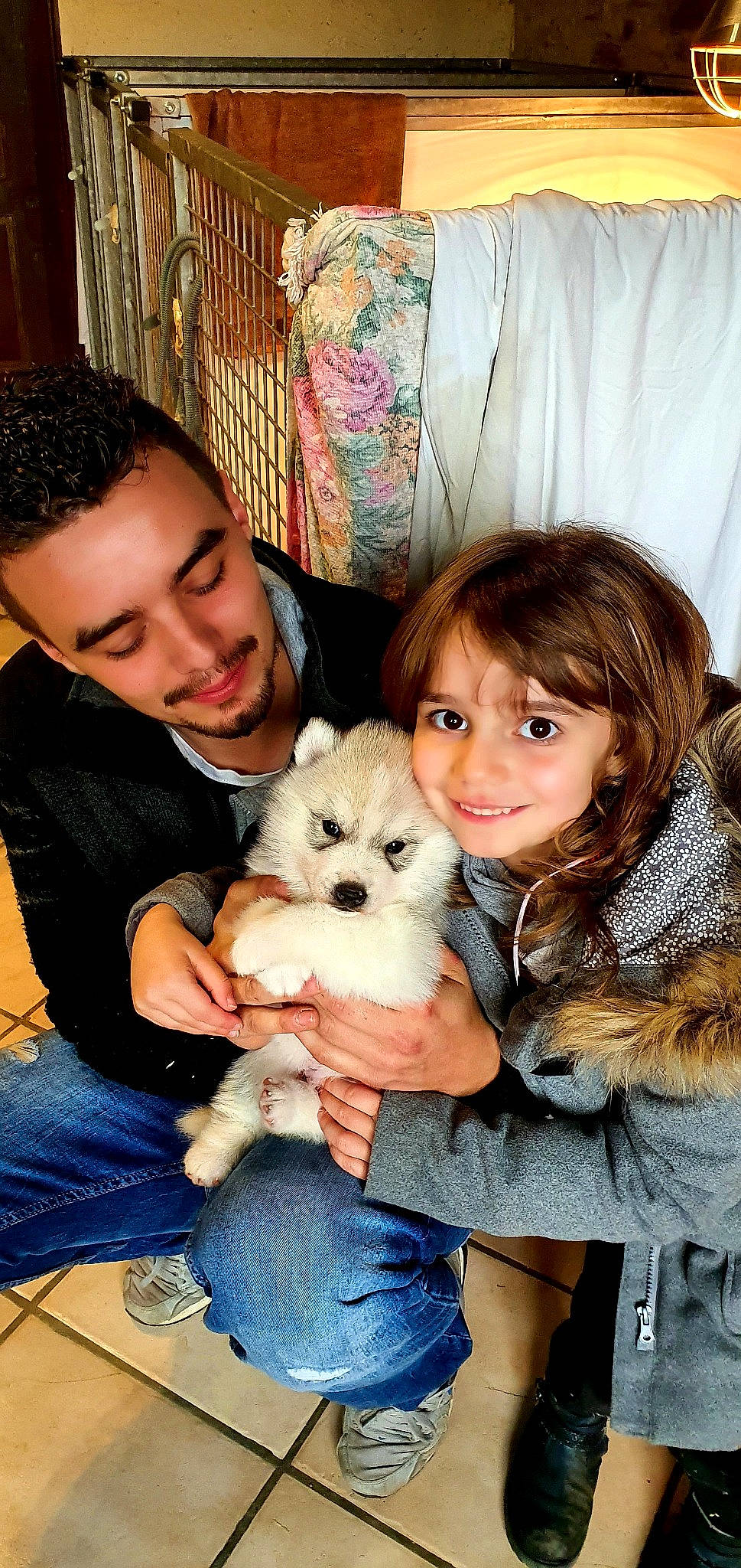 Picasso a rejoint le concours — aidez-le/la à gagner de superbes lots ! akita_inu, canidae, carnivore, companion_dog, dog, dog_breed, mammal, non_sporting_group, pomeranian, puppy_love, rare_breed_dog, siberian_husky, vertebrate, west_highland_white_terrier