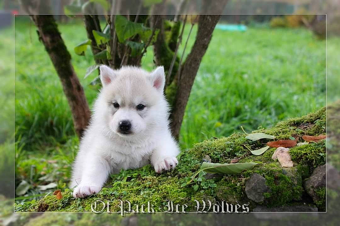 Picasso a rejoint le concours — aidez-le/la à gagner de superbes lots ! akita, american_eskimo_dog, berger_blanc_suisse, canadian_eskimo_dog, canidae, carnivore, companion_dog, dog, dog_breed, japanese_spitz, kintamani, kishu, mammal, pungsan_dog, puppy, rare_breed_dog, samoyed, vertebrate, west_highland_white_terrier, white_shepherd