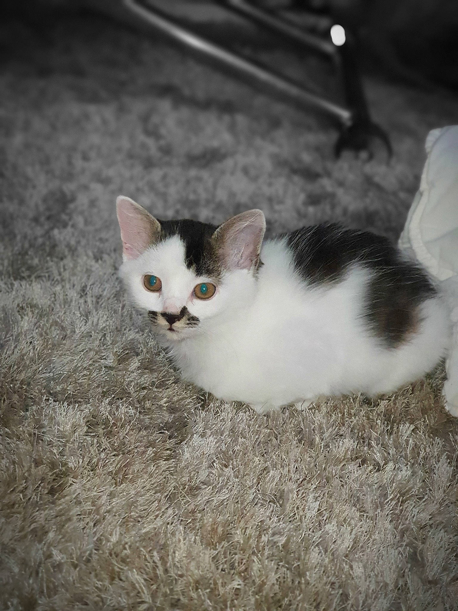 Sheba a rejoint le concours — aidez-le/la à gagner de superbes lots ! aegean_cat, american_wirehair, black_and_white, carnivore, cat, domestic_short_haired_cat, ear, european_shorthair, eye, fawn, felidae, kitten, mammal, polydactyl_cat, small_to_medium_sized_cats, tail, whiskers