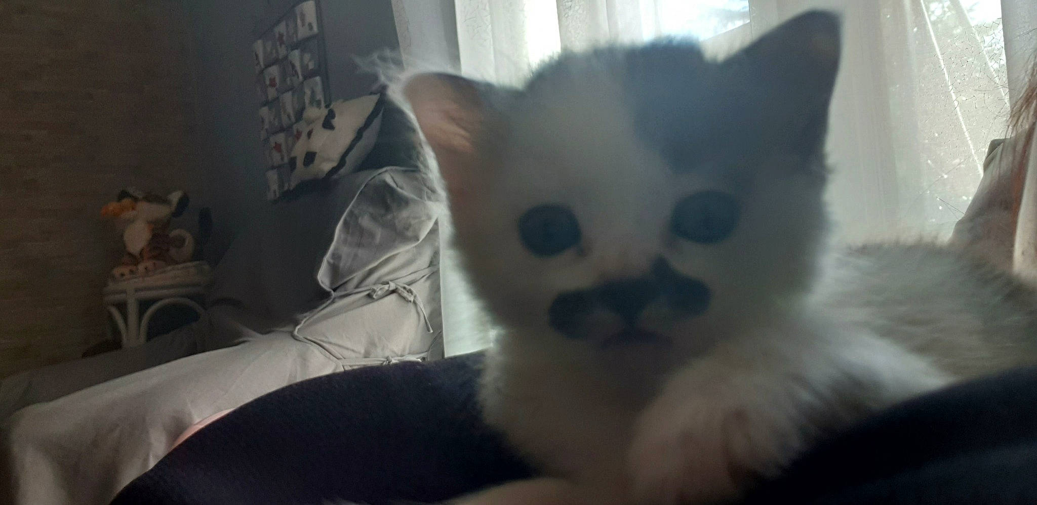 Sheba participe au concours pour gagner de l'argent avec cette photo : asian, british_semi_longhair, british_shorthair, carnivore, cat, domestic_long_haired_cat, domestic_short_haired_cat, ear, eye, felidae, fur, kitten, mammal, nose, paw, polydactyl_cat, small_to_medium_sized_cats, snout, vertebrate, whiskers