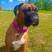 Daphne joined the competition — help win amazing prizes! dog, boxer, pet, animal, outdoor, grass, collar, brown, white_chest, sunny, sky, clouds, field, nature, canine, mammal, sitting, alert, daytime, portrait