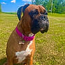dog, boxer, pet, animal, outdoor, grass, collar, brown, white_chest, sunny, sky, clouds, field, nature, canine, mammal, sitting, alert, daytime, portrait