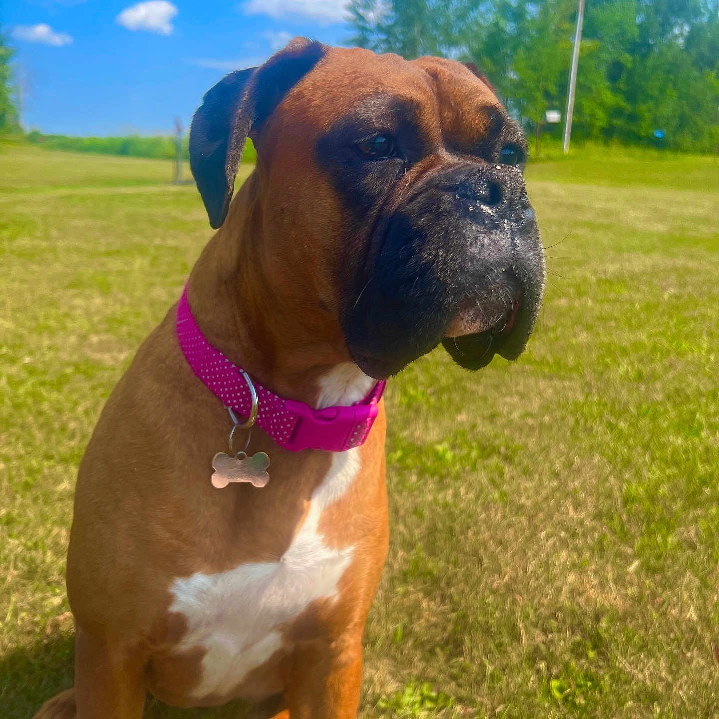 Daphne