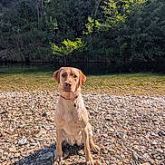 Gaïa participe au concours pour gagner de l'argent avec cette photo : dog, wet, riverbank, rocks, water, forest, trees, sunlight, outdoor, nature, pet, canine, collar, animal, sitting, daylight, scenic, wildlife, landscape, portrait