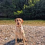 dog, wet, riverbank, rocks, water, forest, trees, sunlight, outdoor, nature, pet, canine, collar, animal, sitting, daylight, scenic, wildlife, landscape, portrait