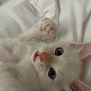 Max joined the competition — help win amazing prizes! bed, blanket, blue_eyes, cat, close_up, cozy, ears, feline, indoor, kitten, looking_at_camera, paw, pet, pink_nose, playful, portrait, resting, soft_fur, whiskers, white_cat