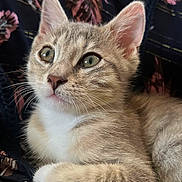 Aries participe au concours pour gagner de l'argent avec cette photo : kitten, cat, close_up, fur, green_eyes, whiskers, pet, animal, cute, curious, resting, soft, young, portrait, indoor, floral_pattern, fabric, mammal, small, adorable