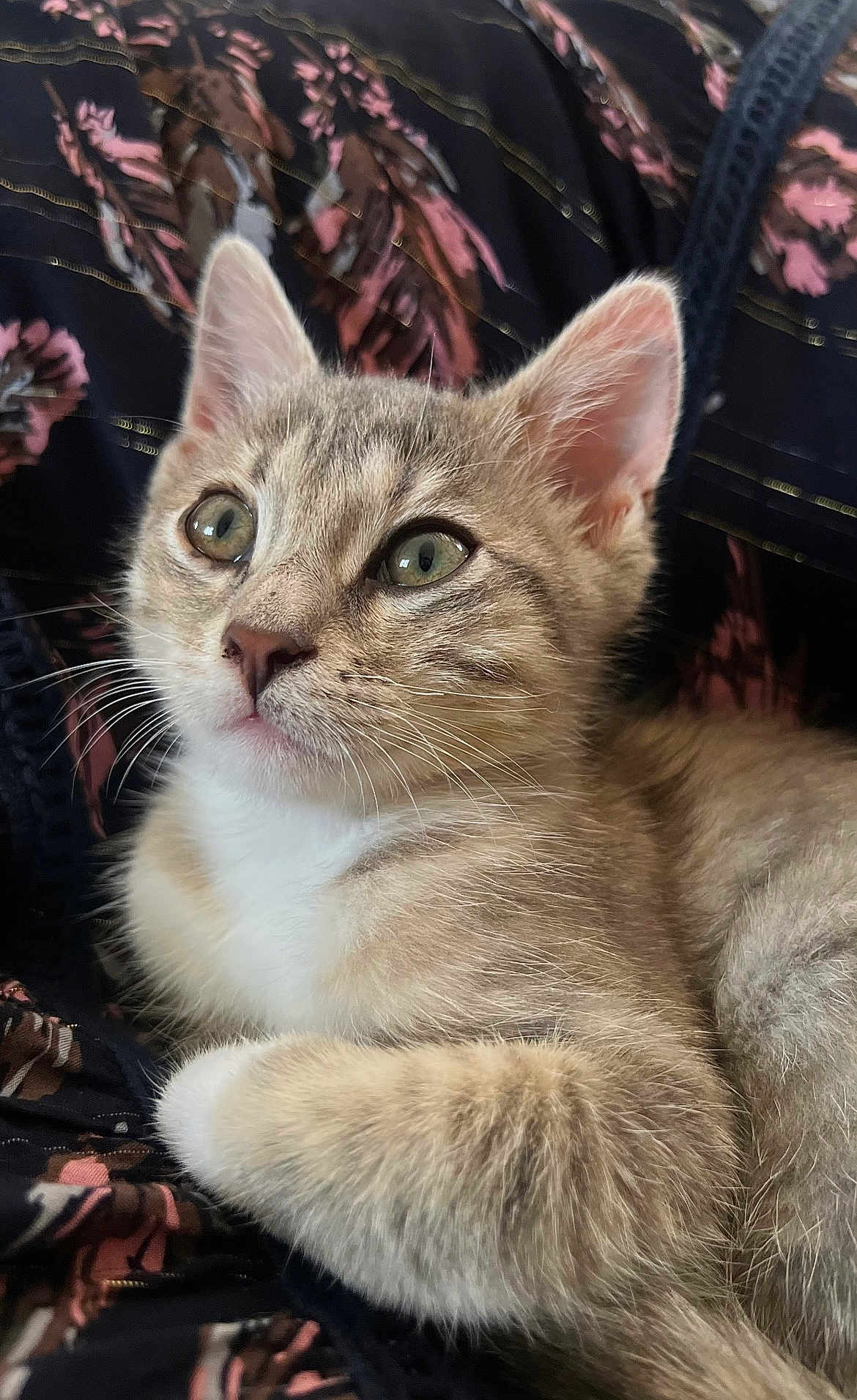 Aries participe au concours pour gagner de l'argent avec cette photo : kitten, cat, close_up, fur, green_eyes, whiskers, pet, animal, cute, curious, resting, soft, young, portrait, indoor, floral_pattern, fabric, mammal, small, adorable