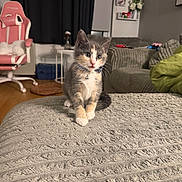 Meelo is registered to the contest to win money with this photo: kitten, cat, pet, indoor, blanket, furniture, living_room, couch, chair, curious, collar, bell, wall_decor, floor, home, cozy, cute, small, animal, domestic