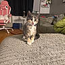 animal, bell, blanket, cat, chair, collar, couch, cozy, curious, cute, domestic, floor, furniture, home, indoor, kitten, living_room, pet, small, wall_decor